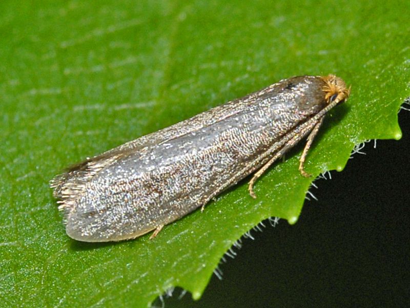 Un Microlepidottero quasi argentato: cfr. Pseudatemelia sp.